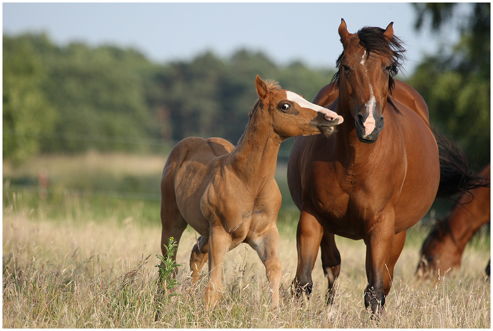 Quarter Horse Fohlen mit Mama