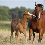 Quarter Horse Fohlen mit Mama