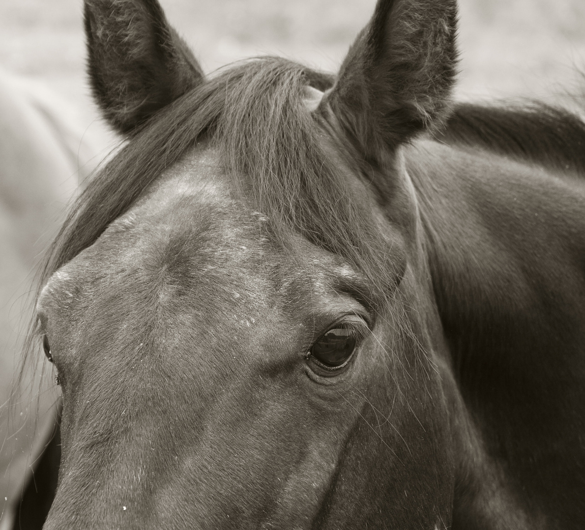 Quarter Horse Hengst