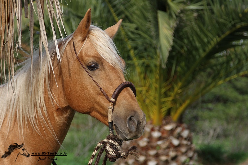 Quarter Horse Hengst