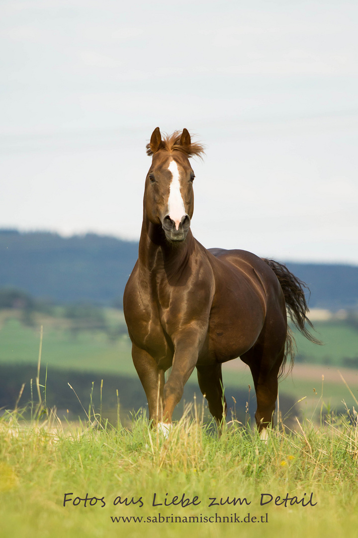 Quarter Horse Hengst ,, My Genuine Remedy"