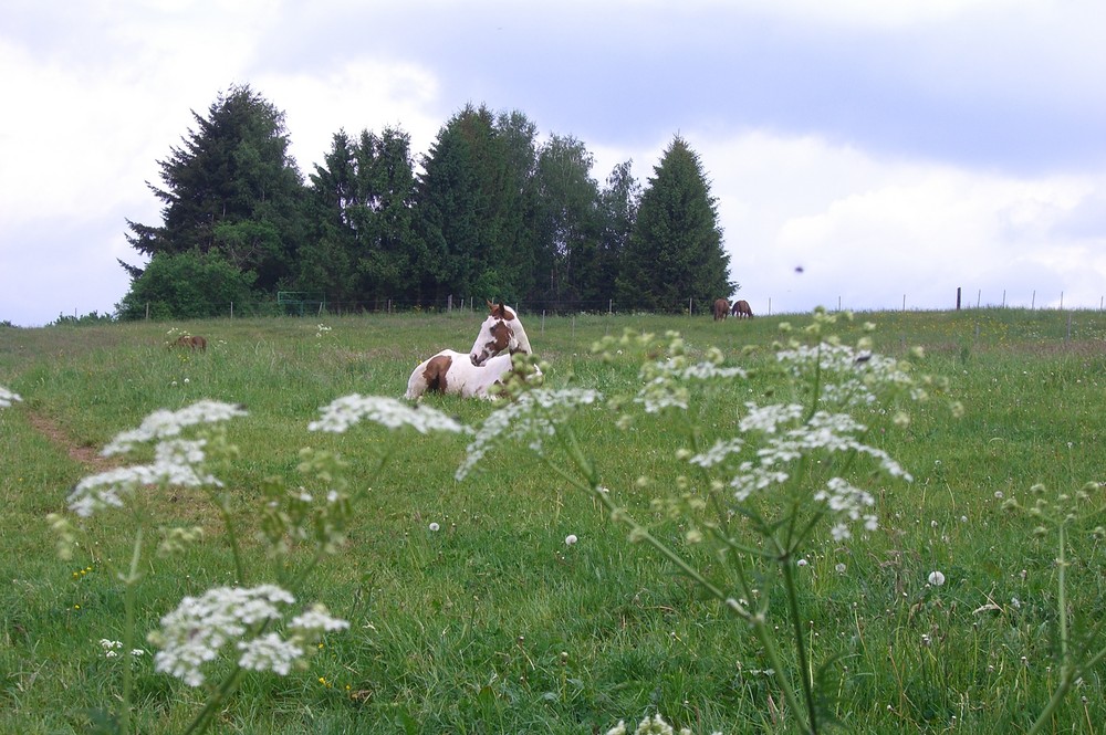 Quarter Horse im Doldenhain