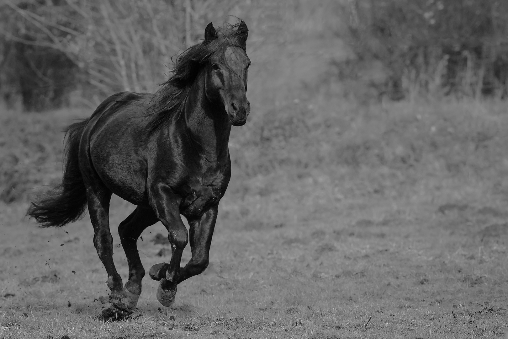 Quarter Horse im vollen Galopp