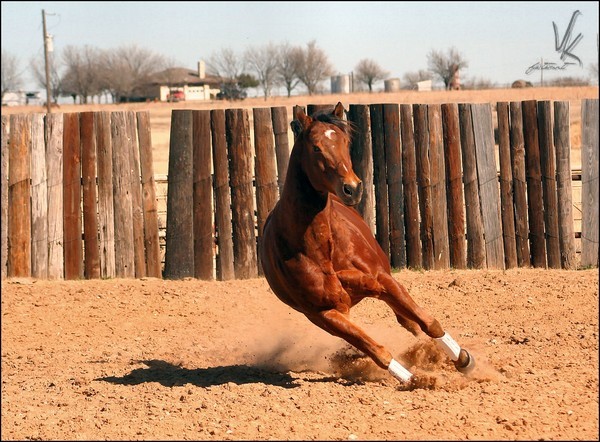 Quarter Horse in Motion