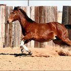 Quarter Horse in Motion (Teil2)