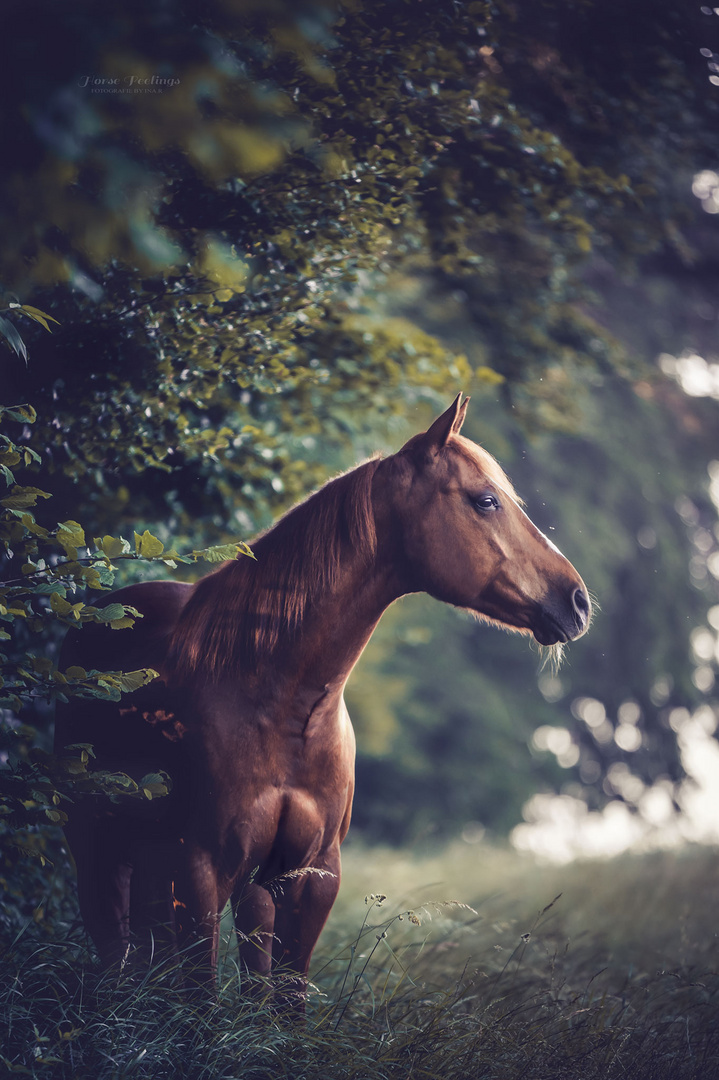 Quarter Horse John