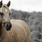 Quarter Horse - Mare