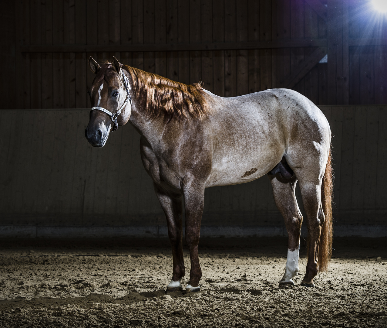 Quarter Horse Stallion Ima Royal Legacy