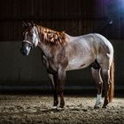 Quarter Horse Stallion Ima Royal Legacy