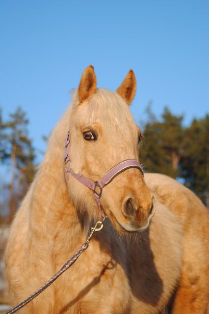 Quarter Horse Stute