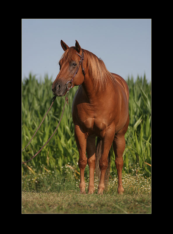 Quarter Horse Stute Luckys Red Annie