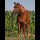 Quarter Horse Stute Luckys Red Annie