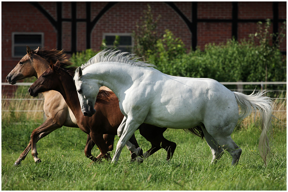 Quarter Horse Stute mit Nachzucht