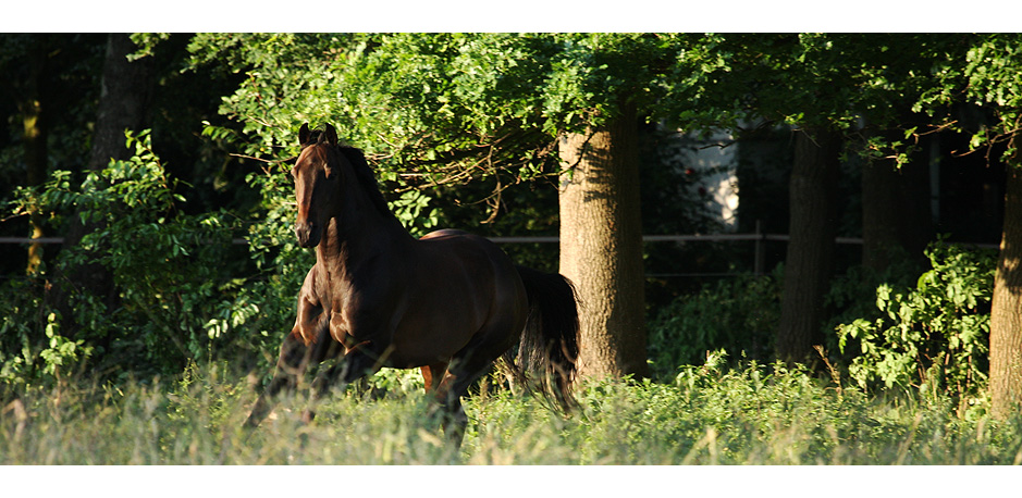 Quarter Horse Wallach Smart