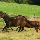 Quarter Horse-Wettrennen