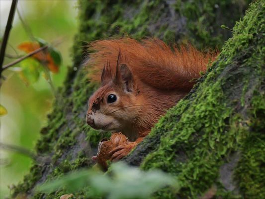 Quarterback 2 - Touchdown