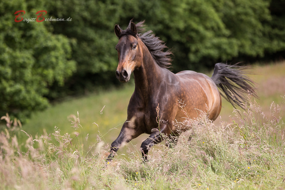 Quarterhorse