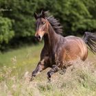 Quarterhorse