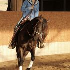 Quarterhorse