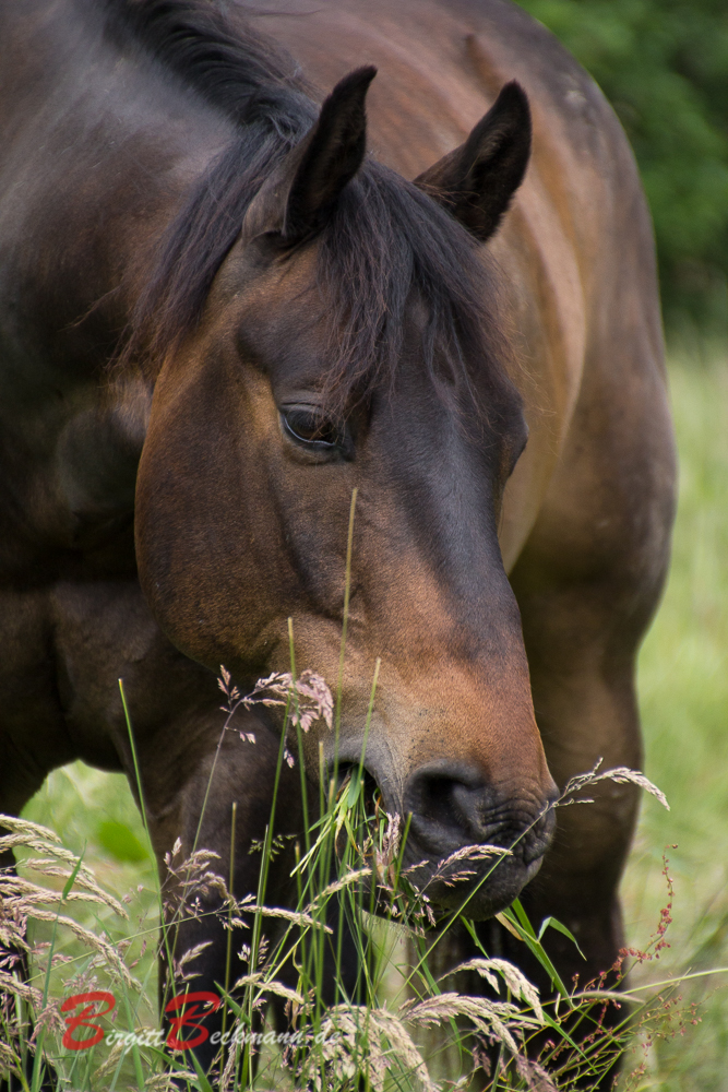 Quarterhorse