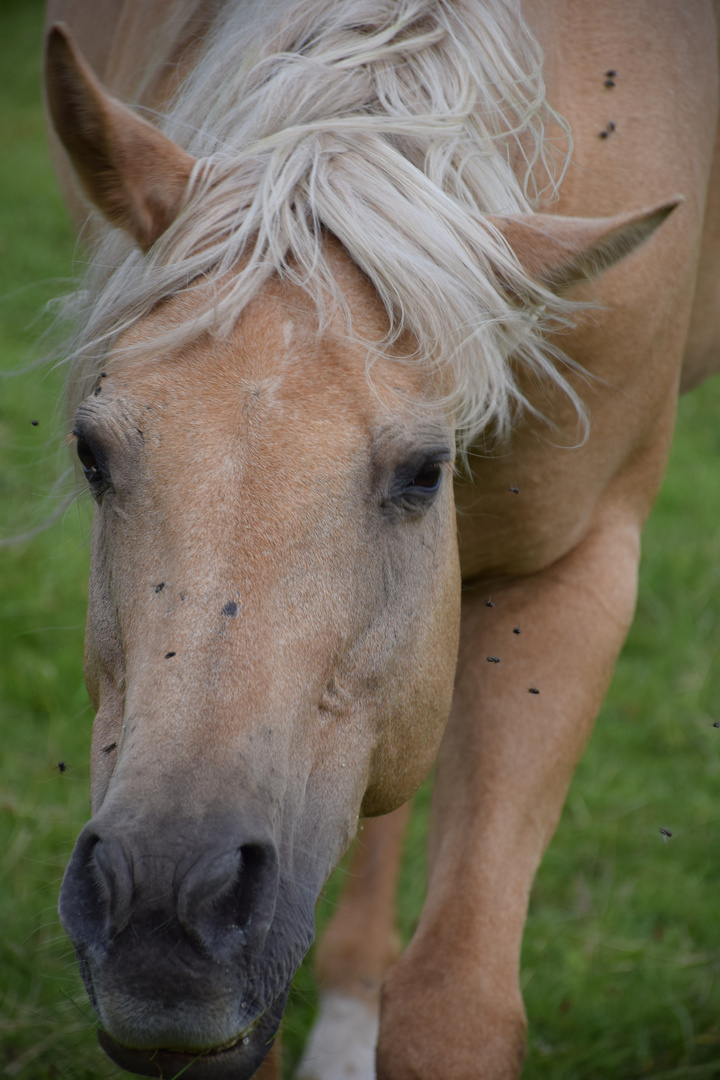 QuarterHorse