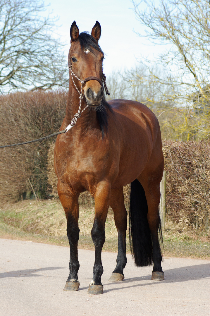 Quarterhorse