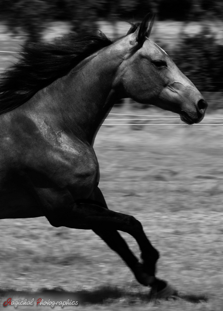 Quarterhorse