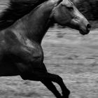 Quarterhorse