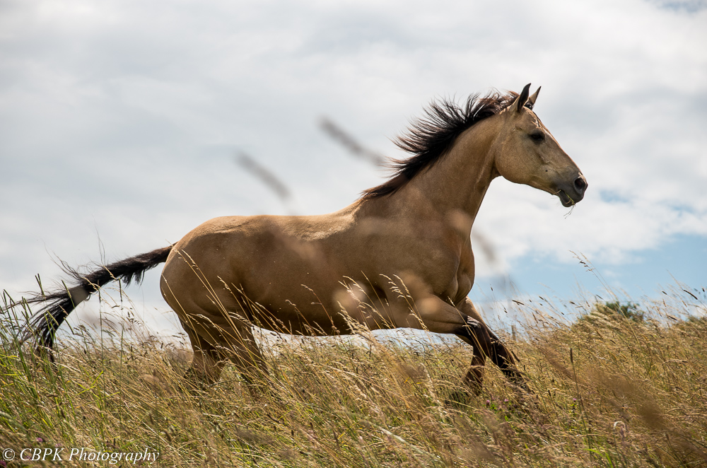 Quarterhorse Hopi