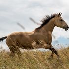 Quarterhorse Hopi