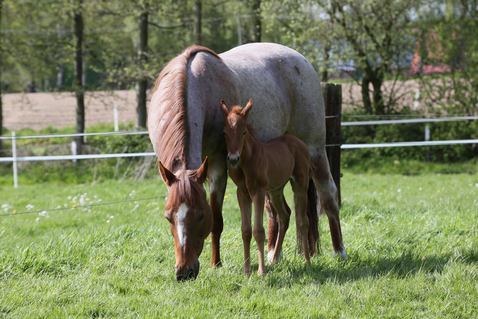 Quarterhorse Stute mit Fohlen 