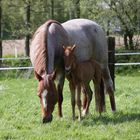 Quarterhorse Stute mit Fohlen 