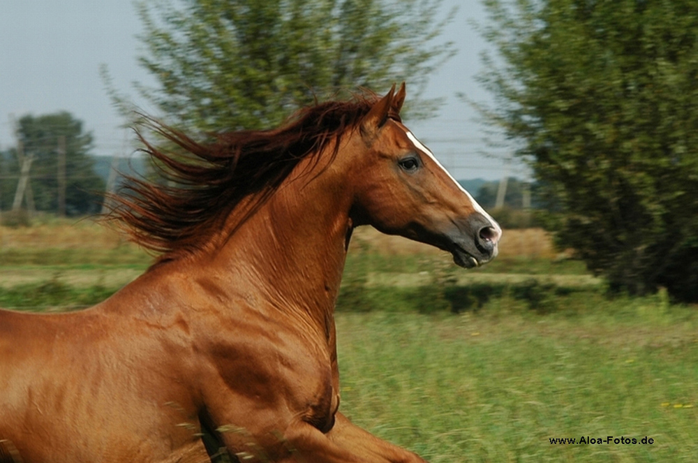 Quarterhorsehengst C.B.