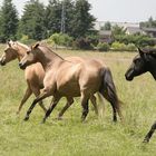 Quarterhorses