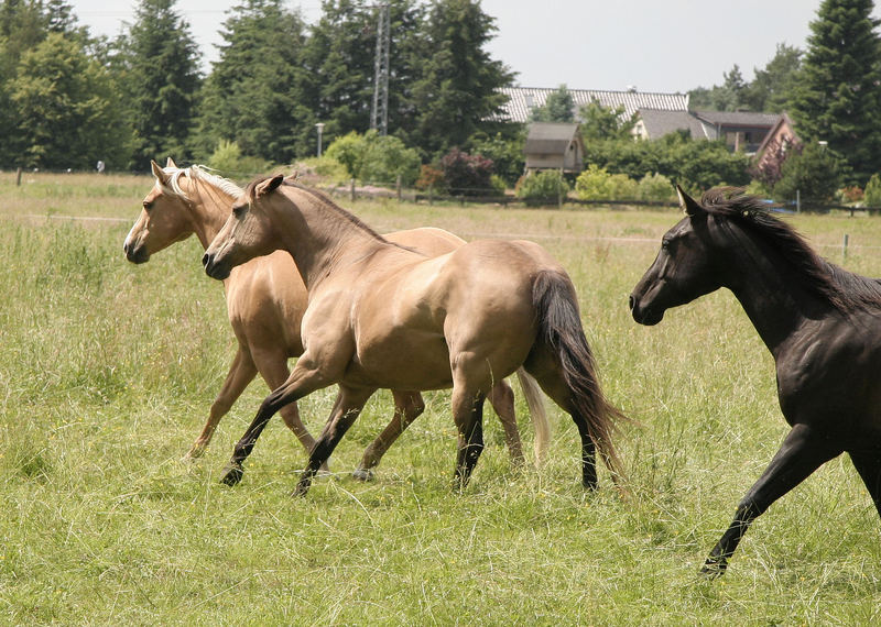 Quarterhorses