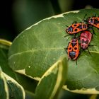 Quartet der Feuerwanzen