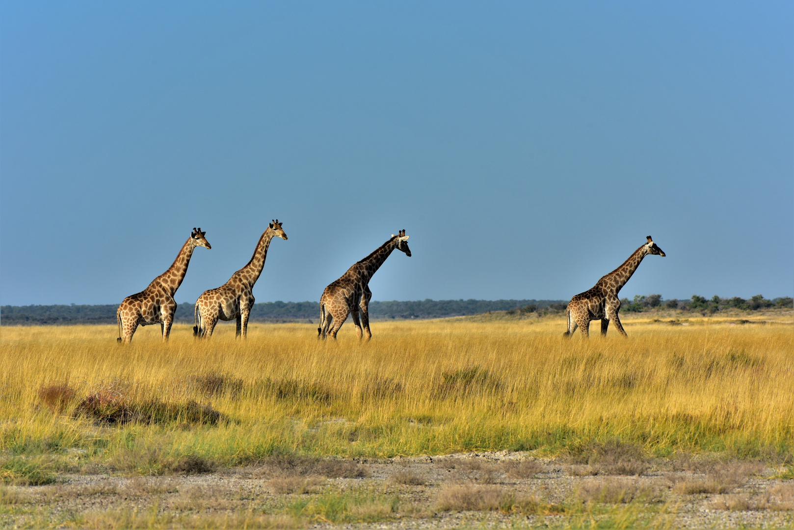 Quartet