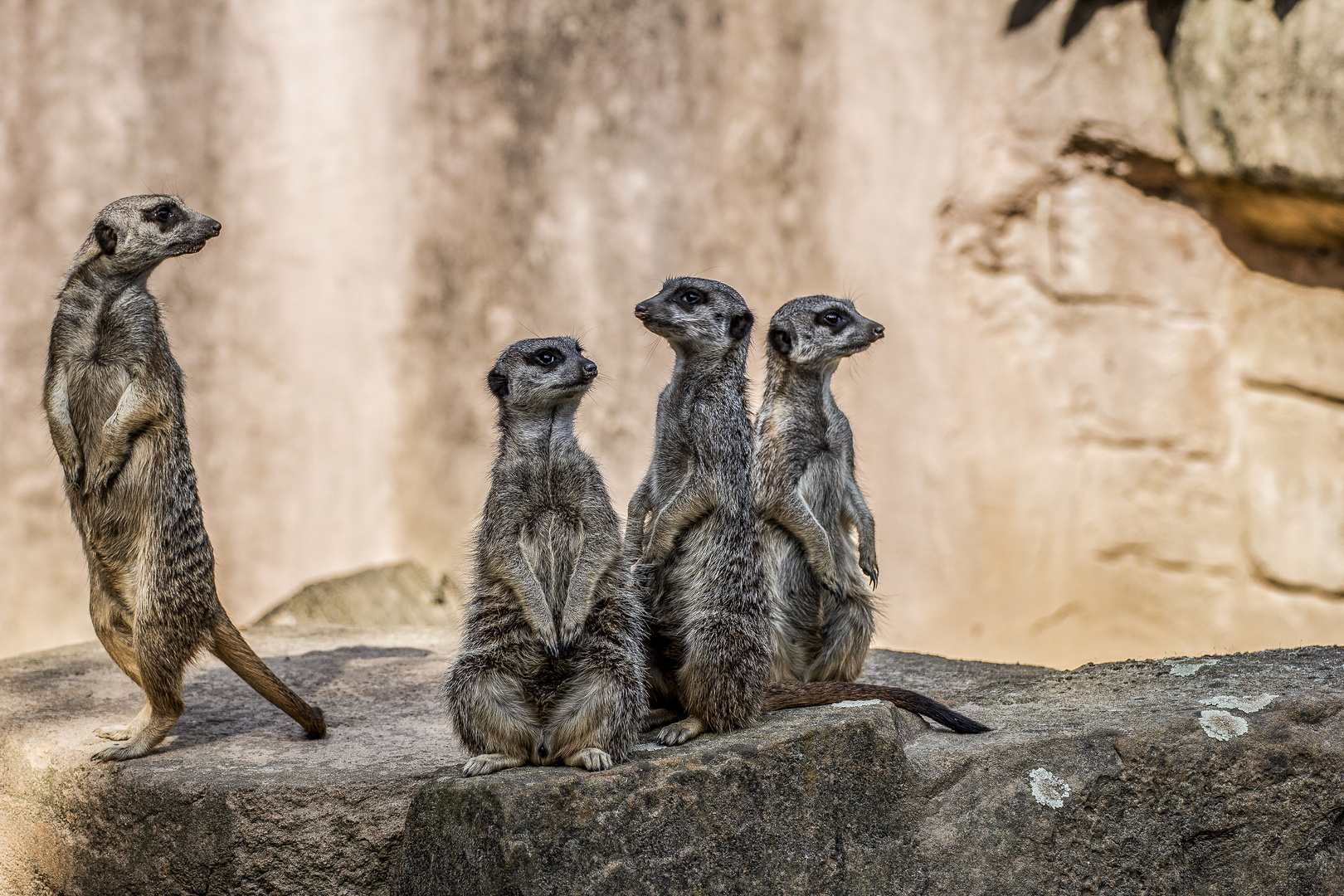 Quartett Erdmännchen