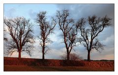 Quartett im Abendrot