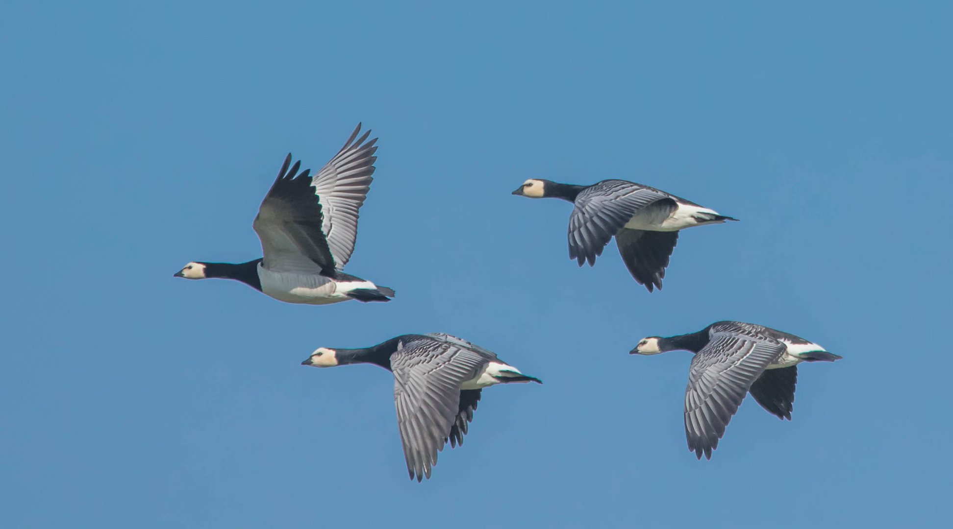 Quartett im Flug