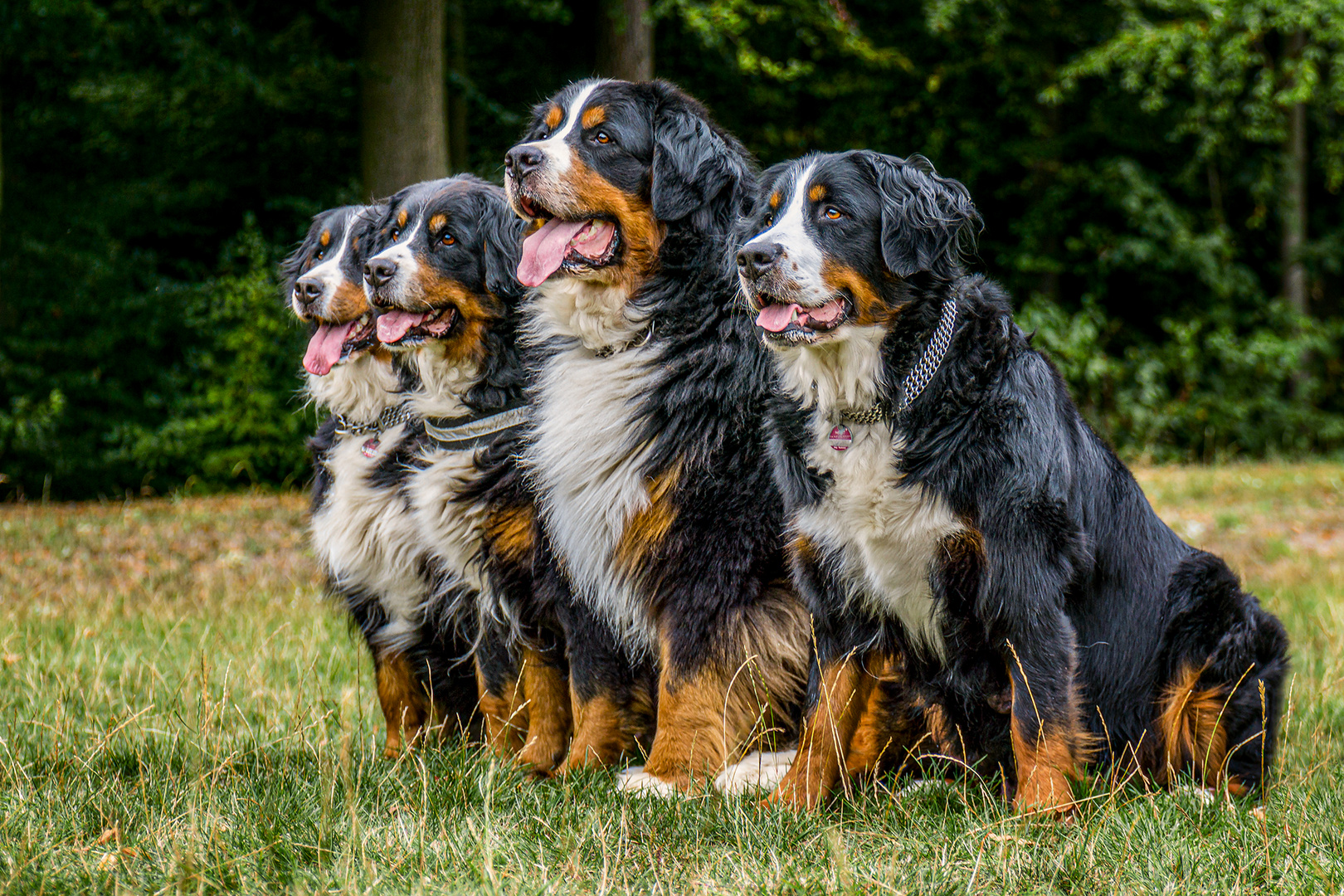 Quartett im Wiesenbett