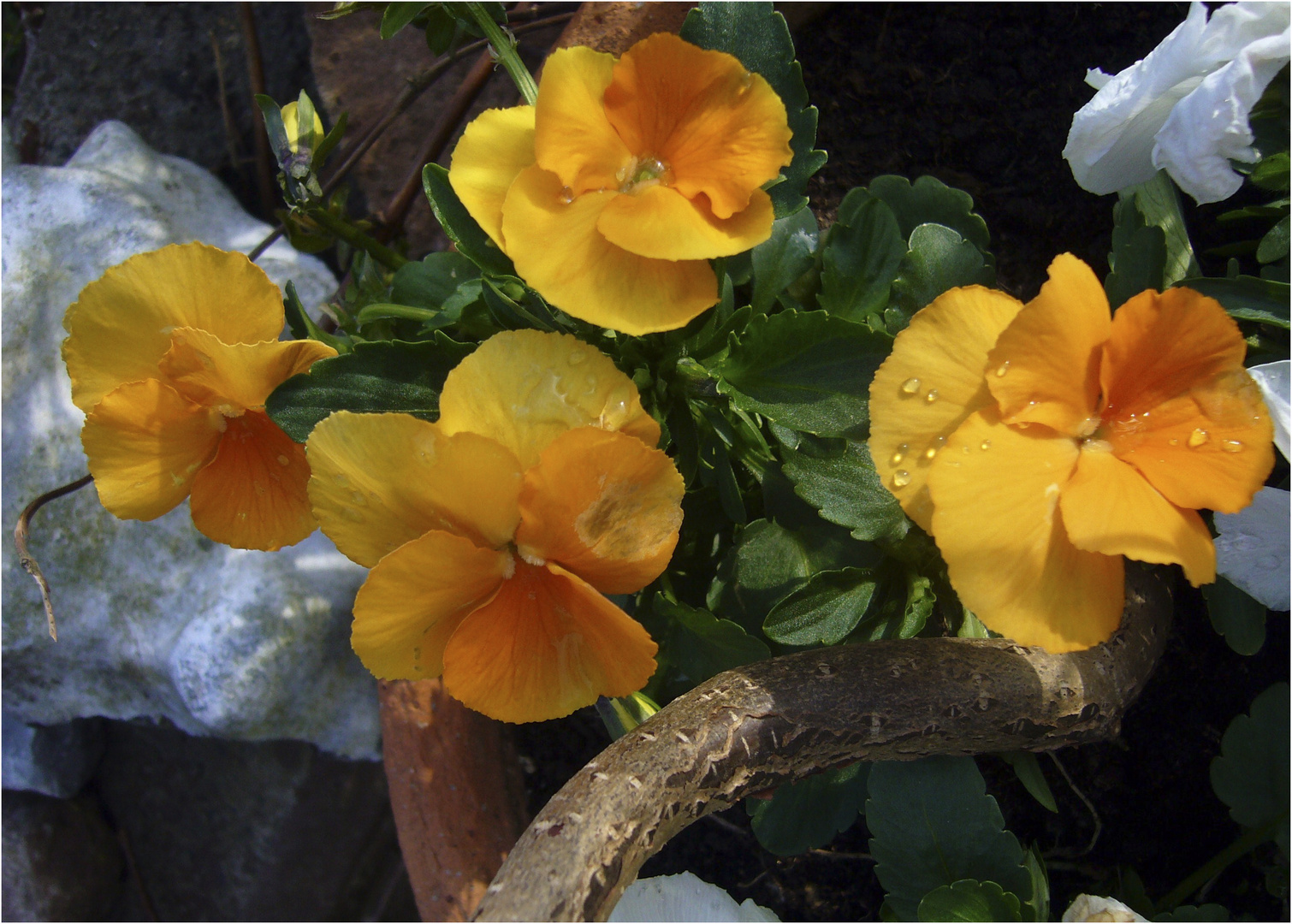 ... Quartett in Orange...