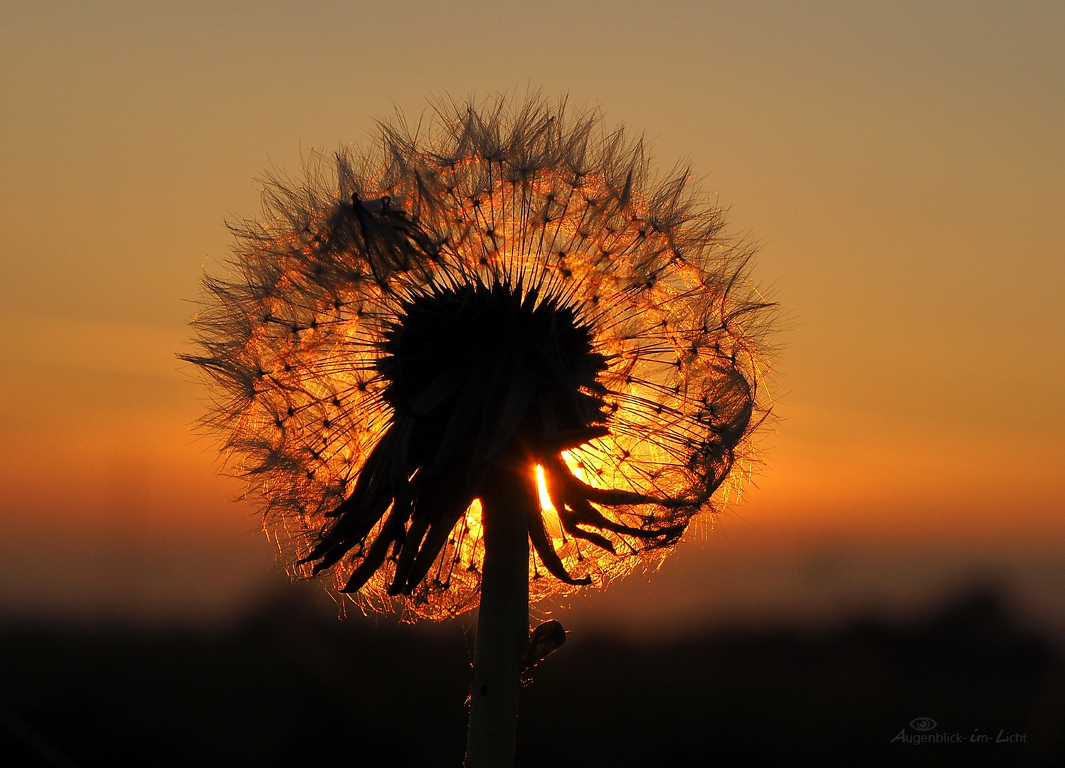 Quasi eine Sonnenblume ...