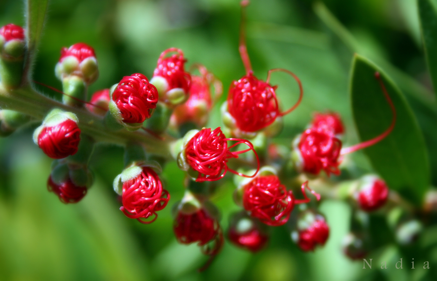 Quasi....calliandra