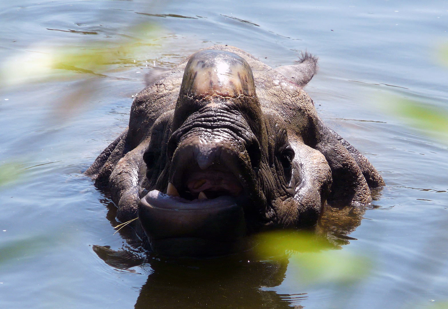 Quasimodo (Rhinocéros d'Asie)