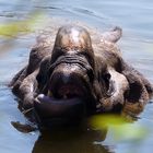 Quasimodo (Rhinocéros d'Asie)