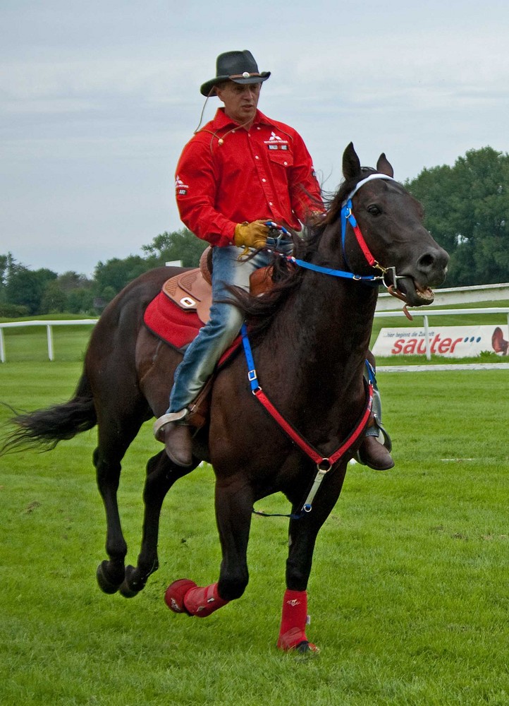 Quaterhorsehengst TNT vs. Pintostute und Vollblut