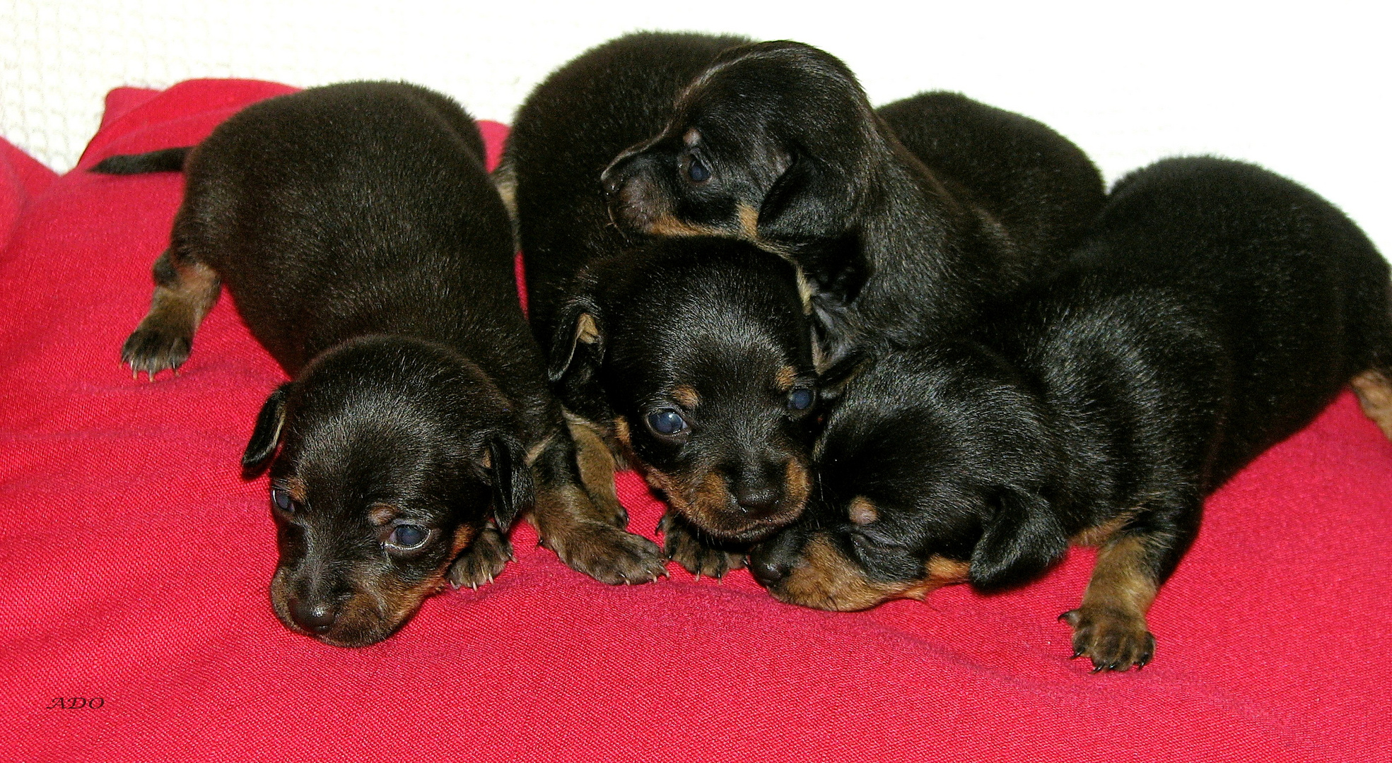 quatre chiots 