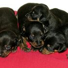 quatre chiots 