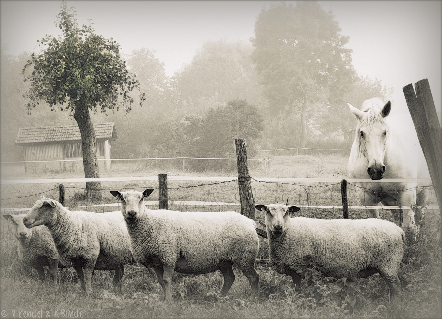 Quatre moutons et un cheval